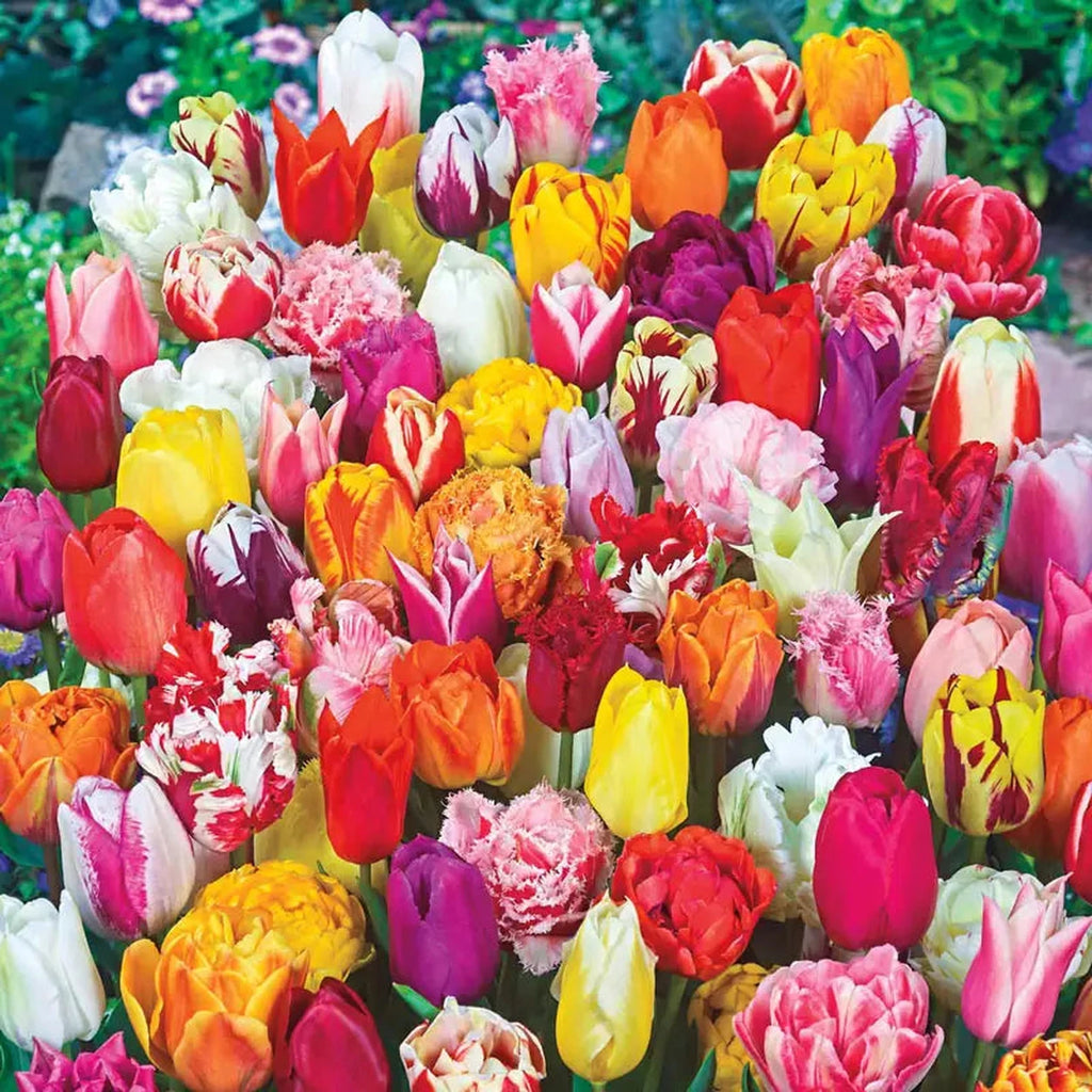 2 Months of Spring Carnival Tulips Mixture | Breck's