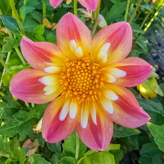 Pepita Pink Dahlia
