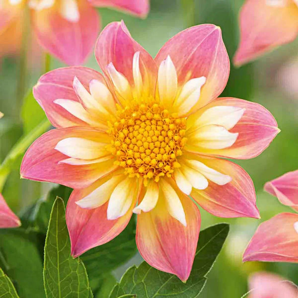 Pepita Pink Dahlia – Breck's