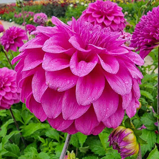 Purple Balloon Dahlia