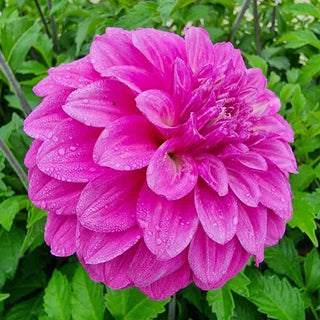 Purple Balloon Dahlia