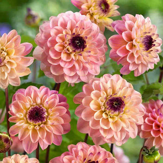 Wine Eyed Jill Dahlia