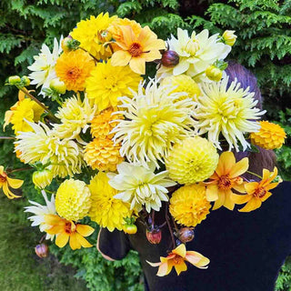Seriously Citrus Dahlia Mixture