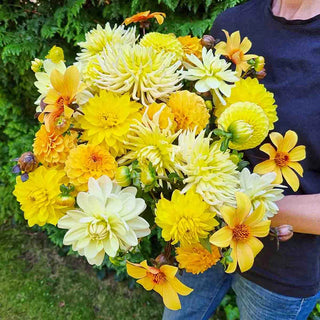 Seriously Citrus Dahlia Mixture