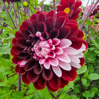 Daria in Love Dahlia