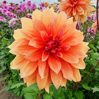 Babylon Bronze Dahlia