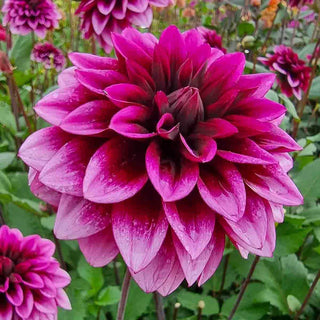 Davina Michelle Dahlia