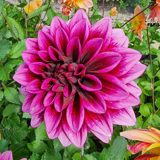 Davina Michelle Dahlia