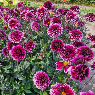 Davina Michelle Dahlia