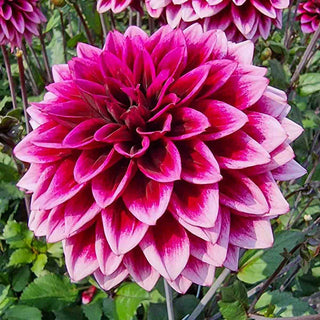 Davina Michelle Dahlia