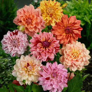 Rembrandt Dahlia Mixture™