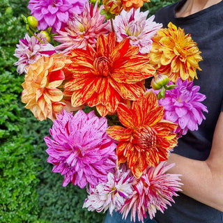 Rembrandt Dahlia Mixture™