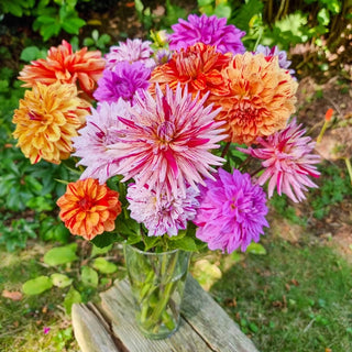 Rembrandt Dahlia Mixture™
