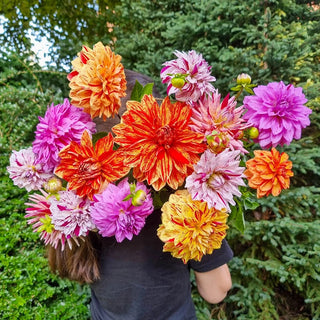 Rembrandt Dahlia Mixture™