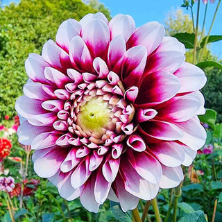 Edinburgh Dahlia