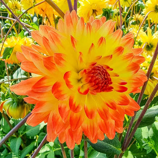 Vectra Dahlia