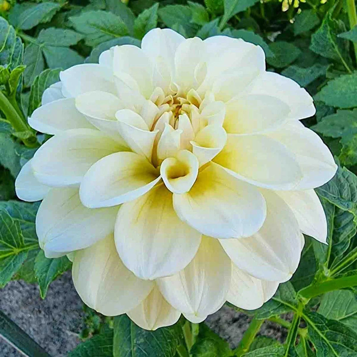 Caramel Antique Dahlia – Breck's