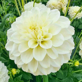 Caramel Antique Dahlia