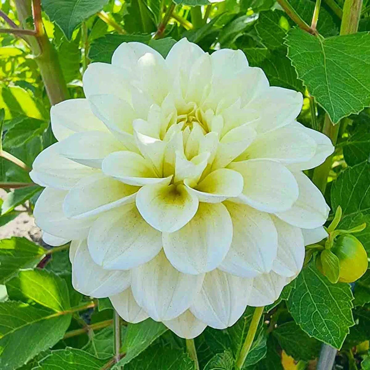 Caramel Antique Dahlia – Breck's Caramel Antique Dahlia – Breck's