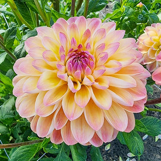Hapet Pastel Dahlia
