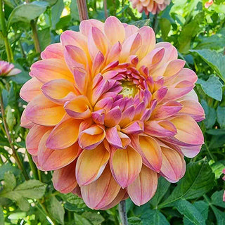 Hapet Pastel Dahlia