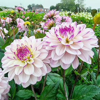 Candlelight Fiery Pearl Dahlia