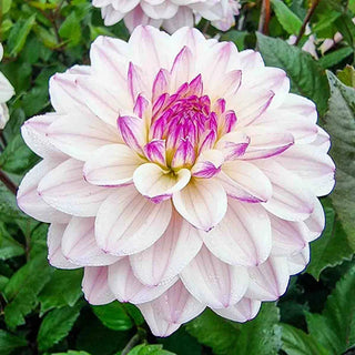 Candlelight Fiery Pearl Dahlia