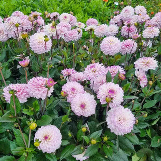 Candlelight Fiery Pearl Dahlia