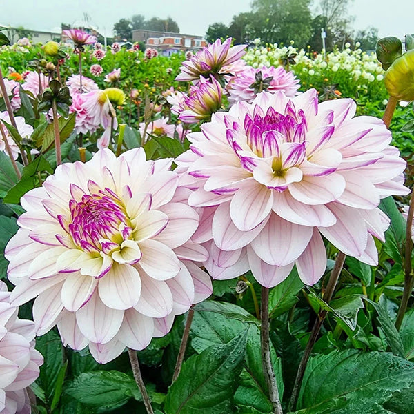 Candlelight Fiery Pearl Dahlia – Breck's