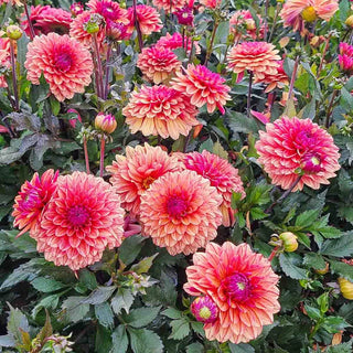 Candlelight Cinnamon Spark Dahlia