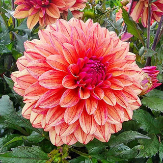 Candlelight Cinnamon Spark Dahlia