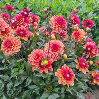 Candlelight Cinnamon Spark Dahlia