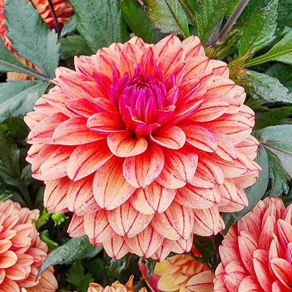 Candlelight Cinnamon Spark Dahlia – Breck's
