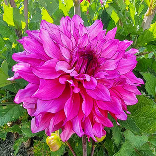 Lizz Baaij Dahlia