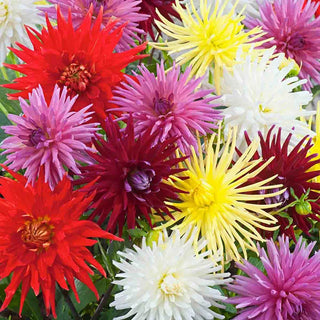 Cactus Dahlia Mixture