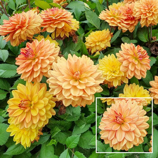 Go Go Peach Dahlia