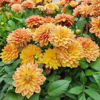 Go Go Peach Dahlia
