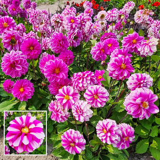 Priceless Pink Dahlia