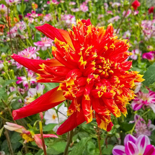 Octopus Sparkle Dahlia