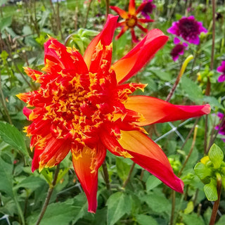 Octopus Sparkle Dahlia