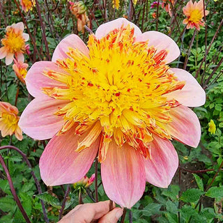 Lava Glow Dahlia