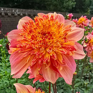 Lava Glow Dahlia