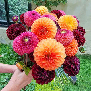 Sangria Sunset Ball Dahlia Mixture