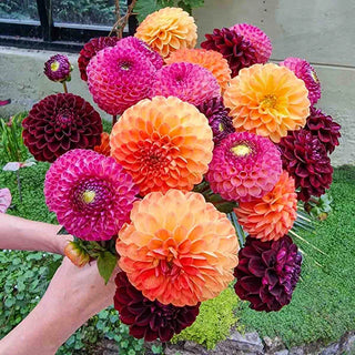 Sangria Sunset Ball Dahlia Mixture