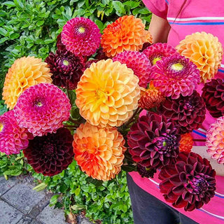 Sangria Sunset Ball Dahlia Mixture