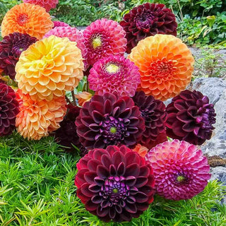 Sangria Sunset Ball Dahlia Mixture