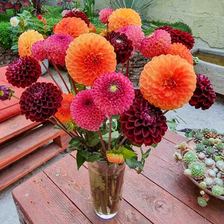 Sangria Sunset Ball Dahlia Mixture
