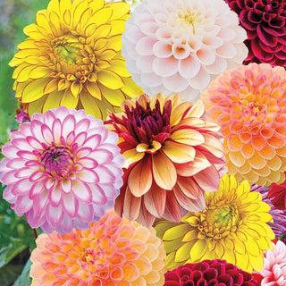 Summer to Frost Dahlia Mixture