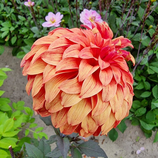Orange Paradise Dahlia