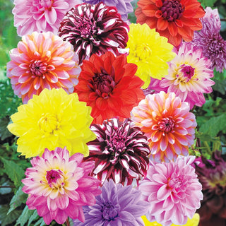 Deluxe Dahlia Mixture - 2026